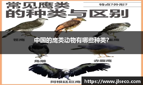中国的鹰类动物有哪些种类？
